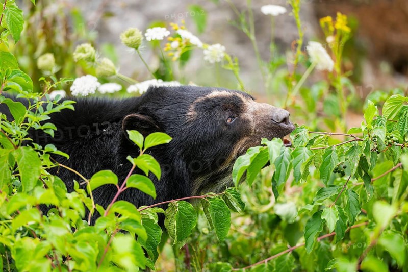 American black bear (Ursus americanus) in the bushes, portrait, captive, Bavaria, Germany