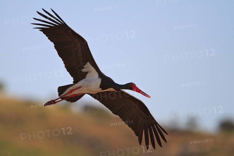 Black Stork (Ciconia nigra) flying, Greece