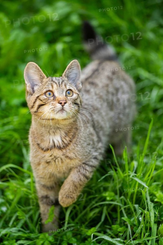 European wildcat (Felis silvestris silvestris) on a meadow, Hesse, Germany