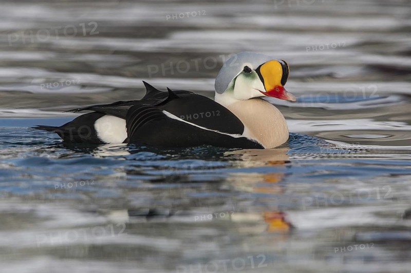 King Eider (Somateria spectabilis) male, Norway