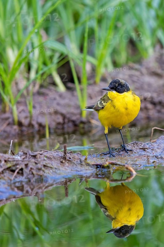 Black-headed Yellow Wagtail, Black-headed Wagtail, Motacilla flava feldegg, Motacilla feldegg, Bergeronnnette à tête noire, Lavandera Boyera Balcánica Lesbos, Greece