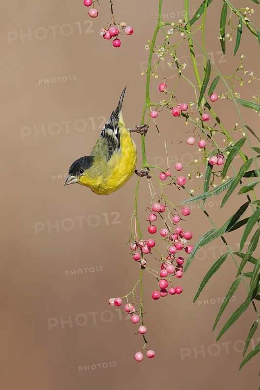 Lesser Goldfinch (Spinus psaltria) male, California, USA
