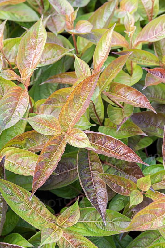 Weigela (Weigela 'Wings of Fire'), BS Sämann, Germany