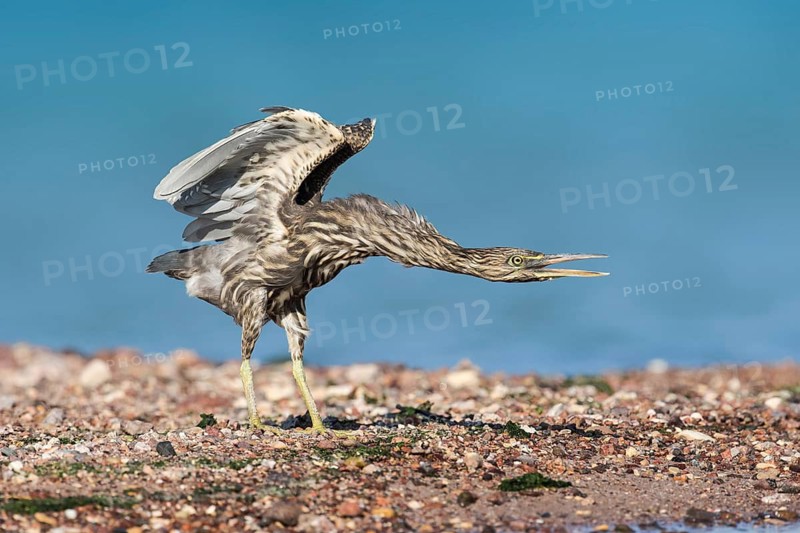 Striated Heron (Butorides striata) juvenile threatening, Eilat, Israel