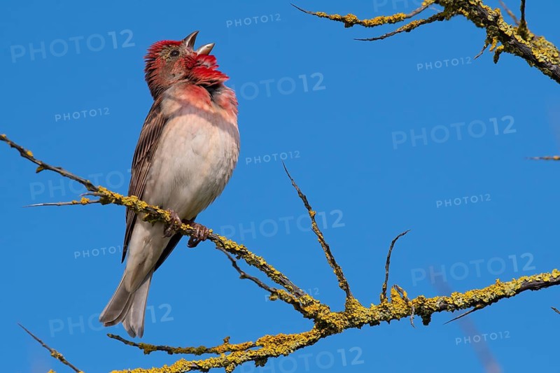 Common Rosefinch (Carpodacus erythrinus) male singing, Mecklenburg-Western Pomerania, Germany