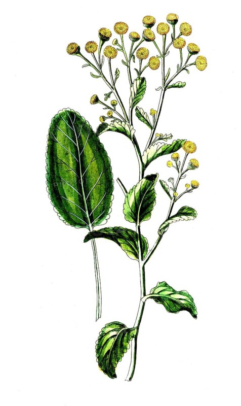 Paris quadrifolia, four-leaved monocot, digital reproduction of a historical model, between 1790 and 1810