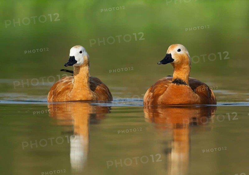 Ruddy Shelduck (Tadorna ferruginea) pair, Darjeeling, India