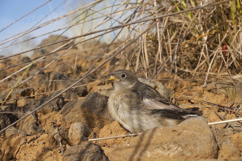 Snow Bunting (Plectrophenax nivalis insulae) juvenile, Iceland
