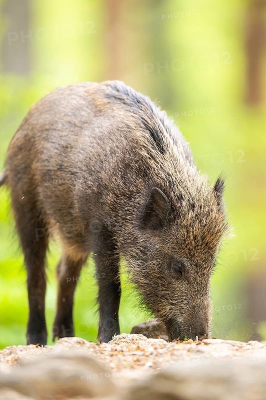 Wild boar (Sus scrofa) standing in a forest, Bavaria, Germany