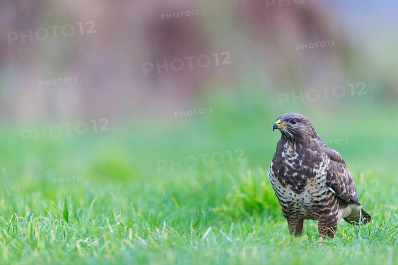 Buzzard, (Buteo buteo), animals, bird, bird of prey, buzzard, hawk family, Beindersheim, Bad Dürkheim district, Rhineland-Palatinate, Federal Republic of Germany