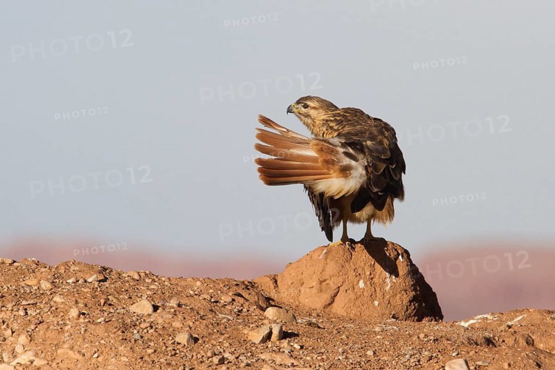 Long-legged Buzzard (Buteo rufinus cirtensis), Morocco