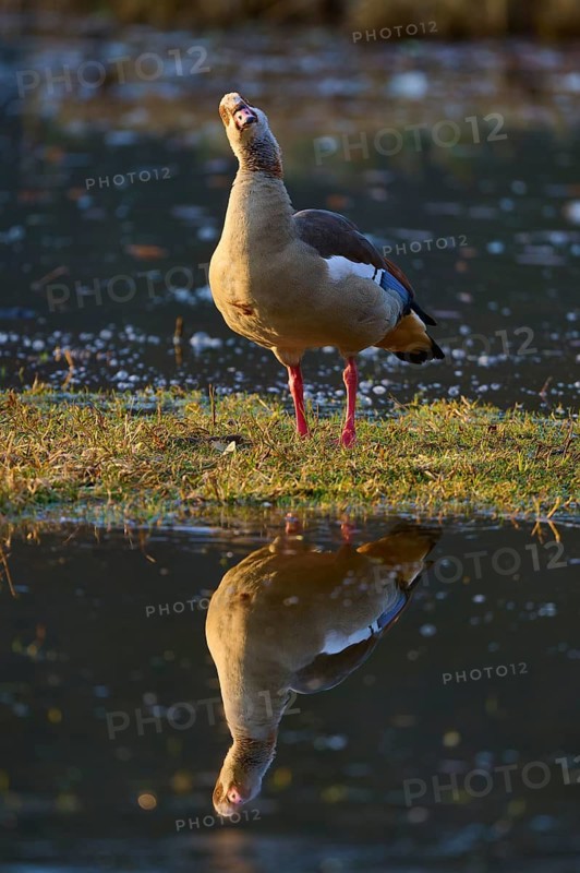 Nile goose (Alopochen aegyptiaca), goose stretches its neck at the water and casts a clear reflection, spring, Bavaria, Germany