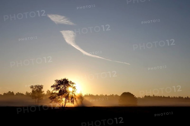 Morning atmosphere in a heath landscape, morning sun and fog, summer, Germany
