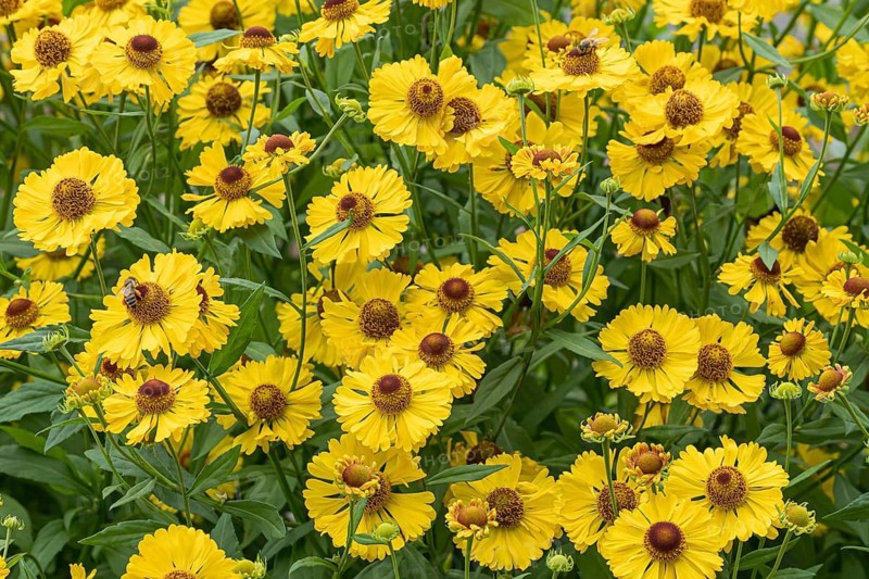 Sunflower (Helenium 'Blossom Table'), RHS Garden Bridgewater, Great Britain