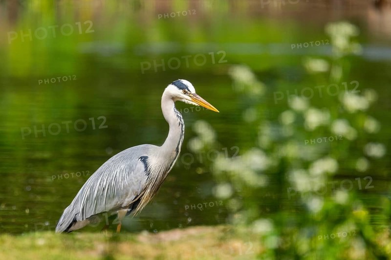 Grey heron (Ardea cinerea) standing on the grass at the shore of a lake, wildlife, Bavaria, Germany