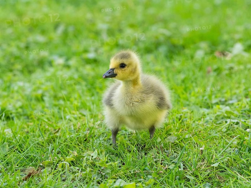 Canada goose (Branta canadensis), a single gosling, alert, on a meadow, Hesse, Germany