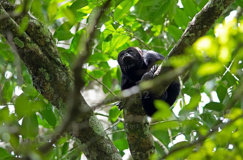 Howler monkey (Alouatta) in the Yaxha-Nakum-Naranjo National Park, Biósfera Maya nature reserve, lowlands, Petén department, Guatemala