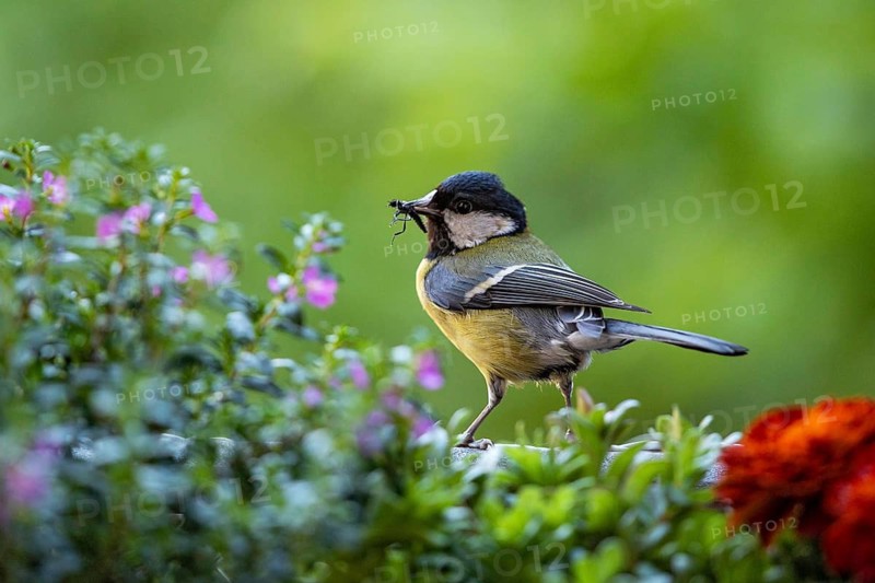 Great Tit (Parus major) with a fly in its beak, Baden-Wuerttemberg, Germany