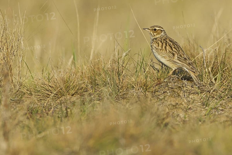 Woodlark (Lullula arborea), Hesse, Germany