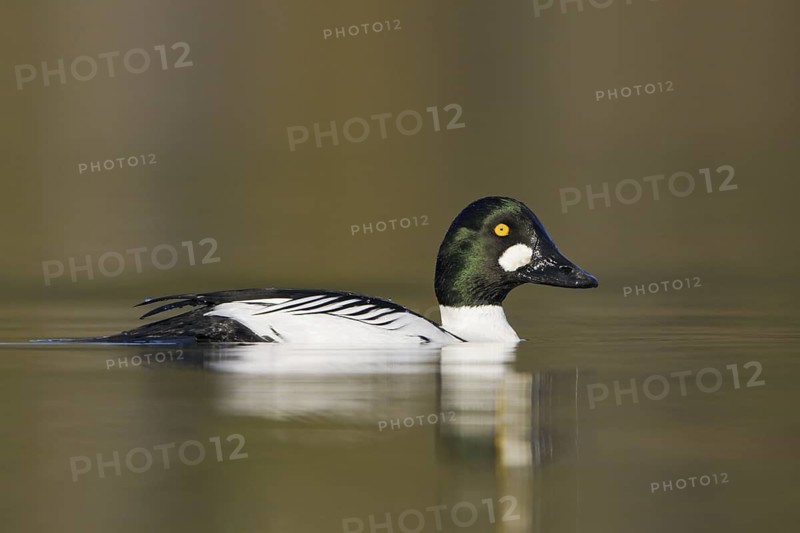 Common Goldeneye (Bucephala clangula) male, British Columbia, Canada