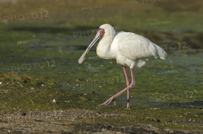 African Spoonbill (Platalea alba), Botswana