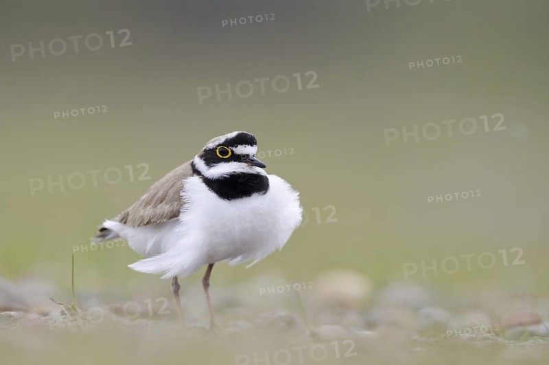Little Ringed Plover (Charadrius dubius), North Rhine-Westphalia, Germany