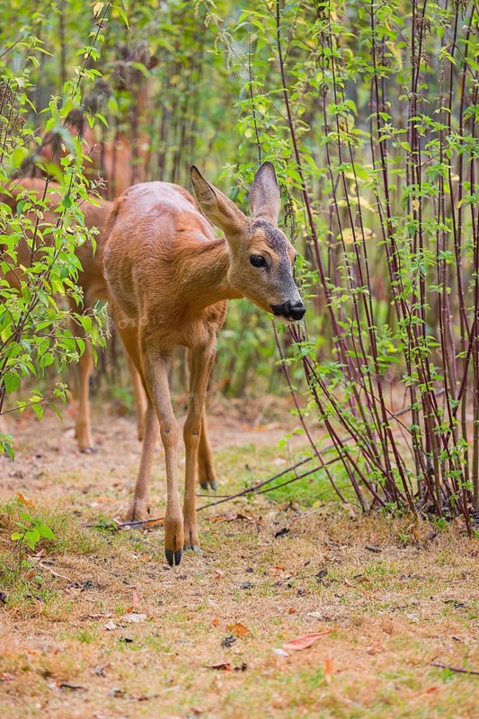 A female roe deer (Capreolus capreolus), runs through a nettle thicket