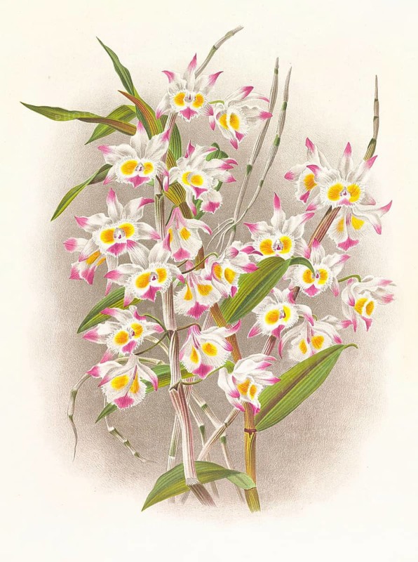Orchid, Dendrobium devonianum, authentic reproduction of an illustration by Jean Jules Linden (1817 - 1898), Luxembourgish-Belgian botanist, one of the fathers of orchid research, Historical