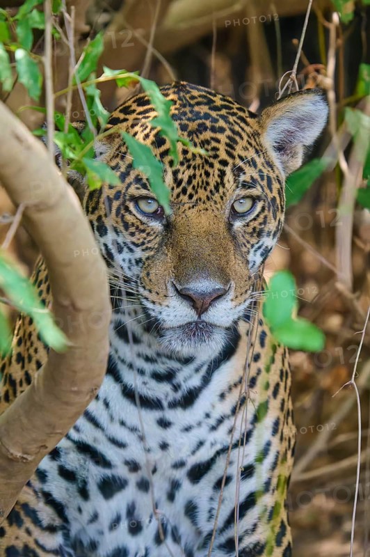 Close-up of a jaguar hidden among plants in the jungle, Jaguar (Panthera onca), Pantanal, Mato Grosso, Brazil