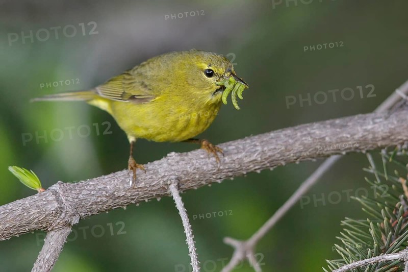 Orange-crowned Warbler (Vermivora celata) perched on a branch in Seward, Alaska