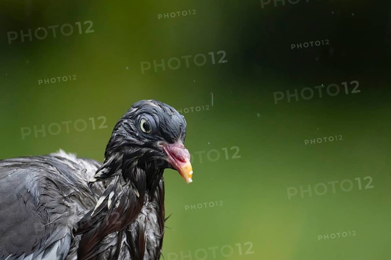 Wood pigeon (Columba palumbus) adult garden bird head portrait soaking wet in a rain shower, Suffolk, England, United Kingdom