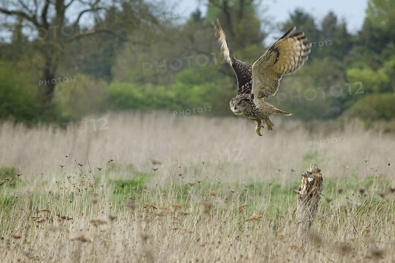 Eurasian Eagle-Owl (Bubo bubo), United Kingdom
