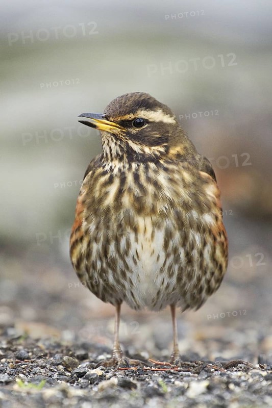 Redwing (Turdus iliacus), Iceland