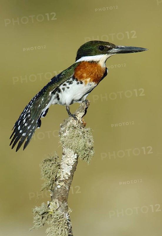 Green Kingfisher (Chloroceryle americana), Texas, USA