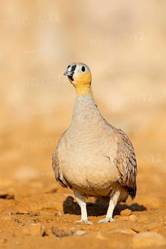 Kronenflughuhn, Crowned Sandgrouse, Pterocles coronatus, Ganga couronné, Ganga Coronada