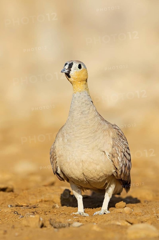 Crowned flying fowl, (Pterocles coronatus), North America, Middle East, family of flying fowl, chicken bird, Celias Waterhole, Ezuz, HaDarom, Israel