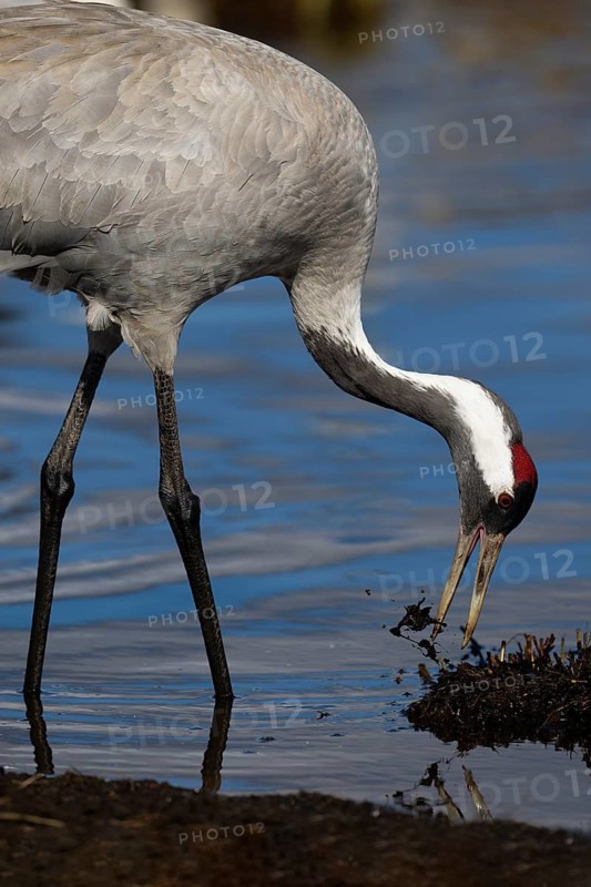 Crane (Grus grus), Sweden