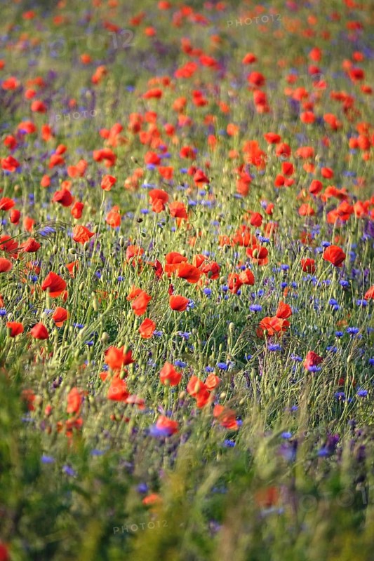 Picturesque beautiful poppies, June, Germany