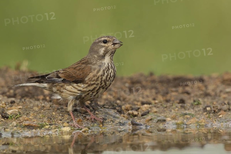 Common Linnet (Linaria cannabina) female, Bulgaria