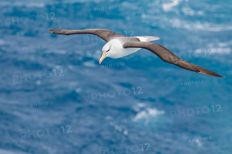 Black-browed Albatross (Thalassarche melanophris) flying over the ocean searching for food near South Georgia Island