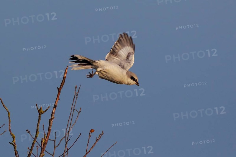 Great Grey Shrike (Lanius excubitor), North Rhine-Westphalia, Germany