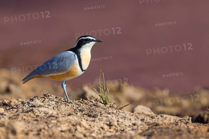 Crocodile-bird, (Pluvianus aegytpticus), Crocodile-bird, Egyptian Plover, Pluvian fluviatile, Pluvial, Njau area, Njau, North Bank, Gambia