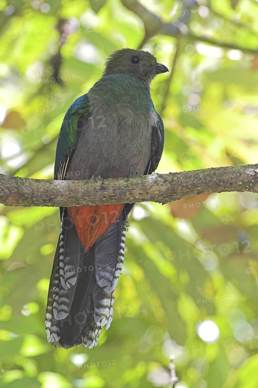 Resplendent Quetzal (Pharomachrus mocinno) female, Costa Rica