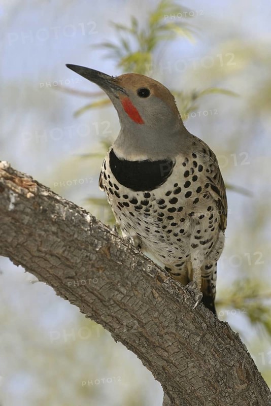 Northern Flicker (Colaptes auratus), Arizona, USA