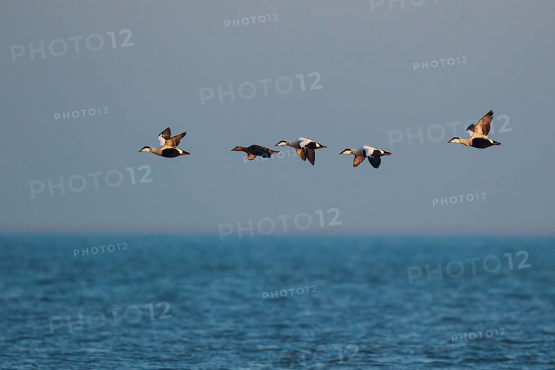 Common Eider (Somateria mollissima) group flying over the ocean, Netherlands