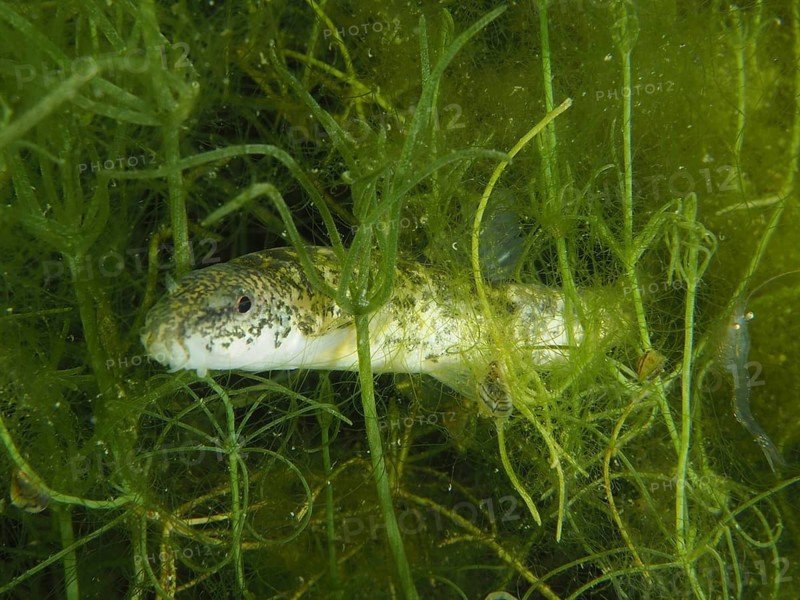 A common loach (Barbatula barbatula) hidden between green aquatic plants. Dive site Wildsau, Berlingen, Lake Constance, Switzerland, Germany