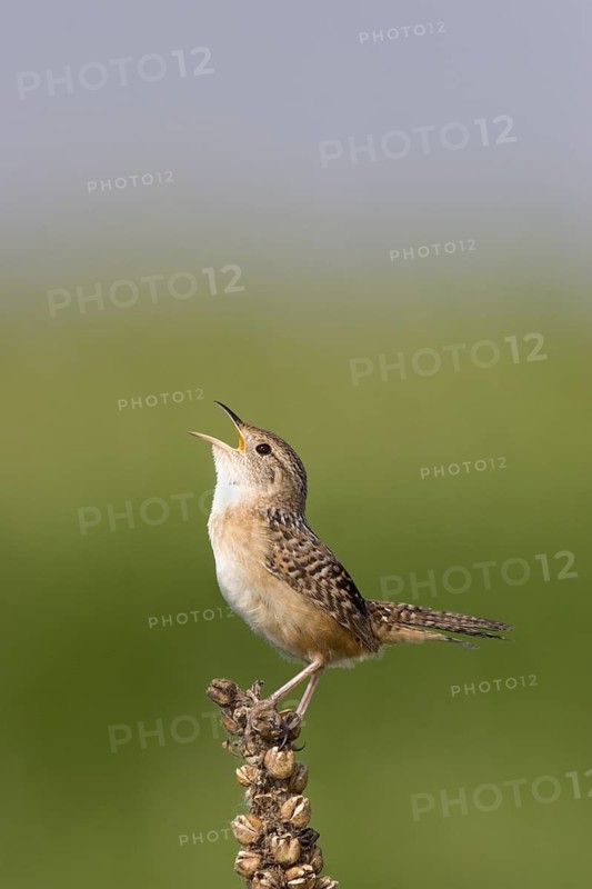 Sedge Wren Cistothorus platensis Appleton, Chippewa County, Minnesota, United States 29 May Adult Troglodytidae