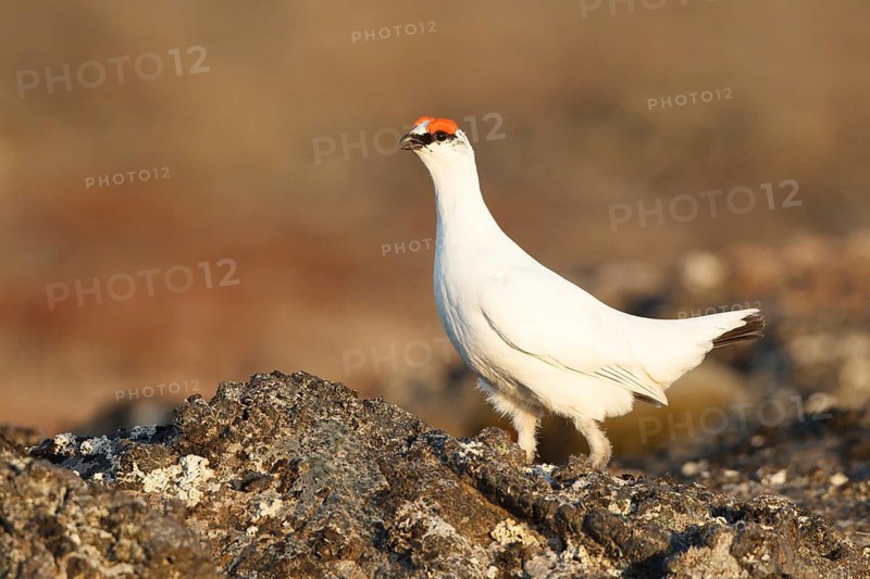 Rock Ptarmigan (Lagopus muta) male, Myvatn, Iceland