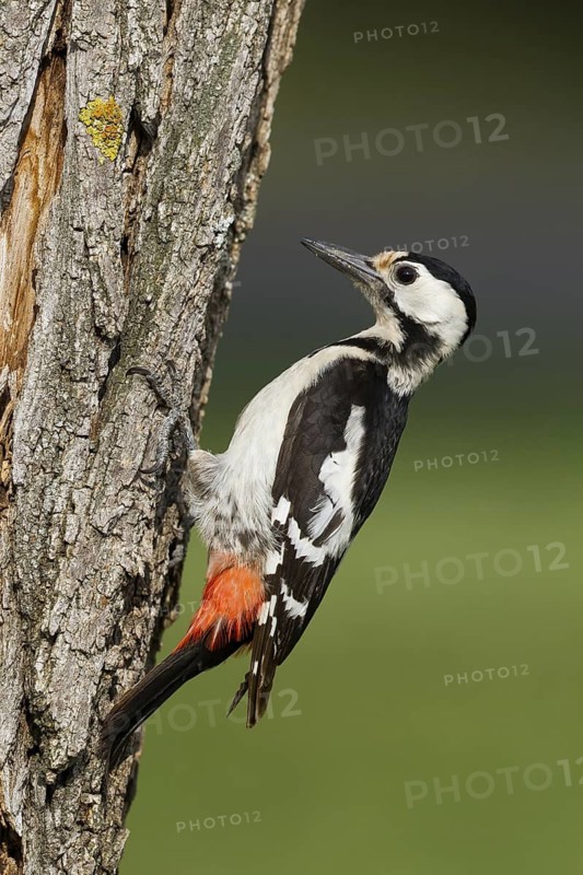 Syrian Woodpecker (Dendrocopos syriacus) female, Burgenland, Austria