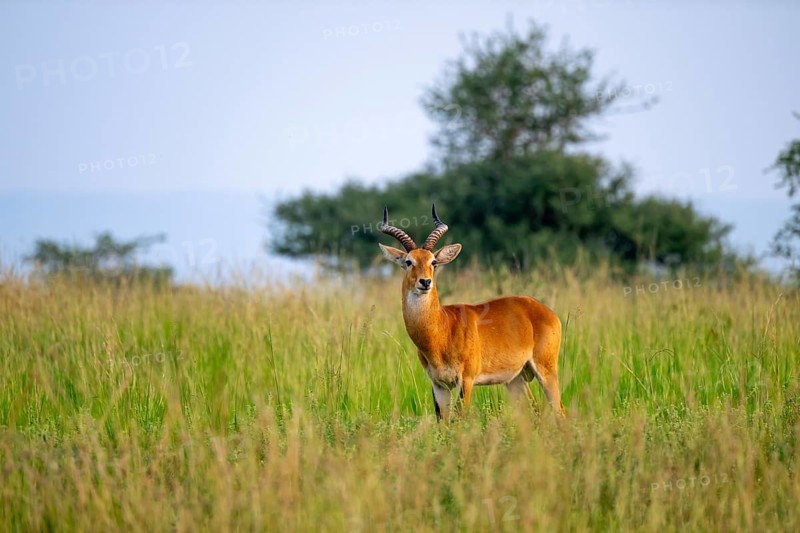 Uganda red antelope (Kobus thomasi) also known as Uganda kob, male, Murchison Falls National Park, Uganda